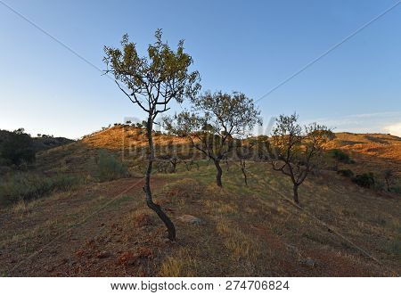 Almond Trees On Andalucia Hillside Evening Light