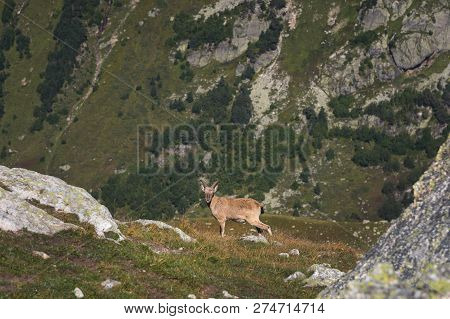 Horned Goat Male Alpine Capra Ibex On The High Rocks Stone In Dombay Mountains. North Caucasus. Russ