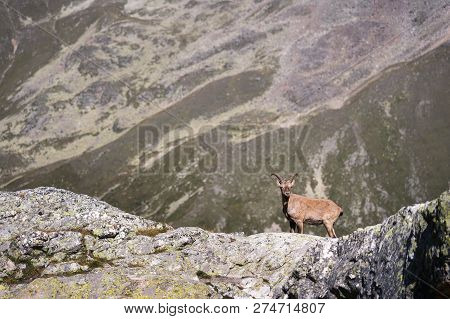 Horned Goat Male Alpine Capra Ibex On The High Rocks Stone In Dombay Mountains. North Caucasus. Russ