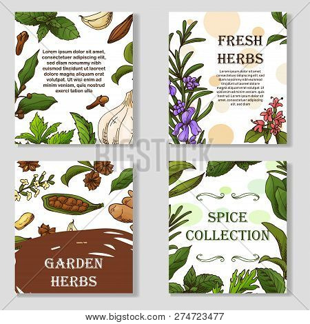 Banner Set With Hand Drawn Elements. Herbs And Spices In Sketch Style. Design For Tes, Cosmetics, He