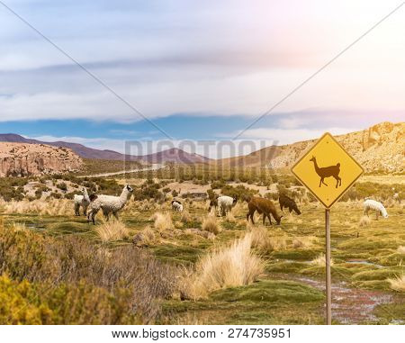 Sign of lamas area in Bolivian mountanious landscape