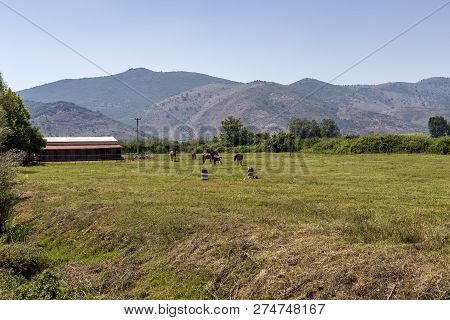 A Herd Of Horses Grazing On A Mountain Meadow With Grass On A Sunny Spring Evening (epirus, Greece).