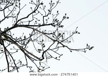 Branch Of Bodhi Tree Silhouette In Autumn Of Tropical Nature On White Background.