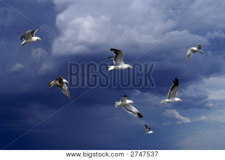 Sea Gull