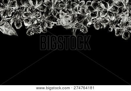 Hand Drawn Charcoal Pencil Edging White And Gray Flowers Of The Pulm Blossoms And Leaves, Petals And