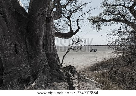 Baines Baobab Trees, Nxai Pan National Park, Botswana
