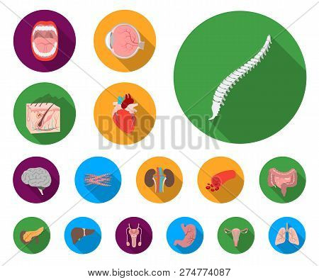 Internal Organs Of A Human Flat Icons In Set Collection For Design. Anatomy And Medicine Vector Symb