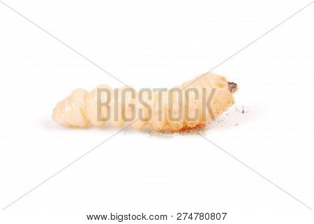 Larva Bark Beetle (scolytinae). Larva Of Bark Beetles Legless Isolated On White Background.