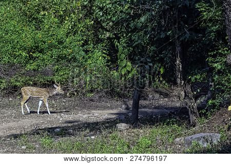 Chital Or Cheetal (axis Axis), Also Known As Spotted Deer Or Axis Deer Female On The Road In Jim Cor