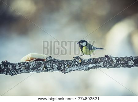 Great Tit Parus Major On A Tree In Winter