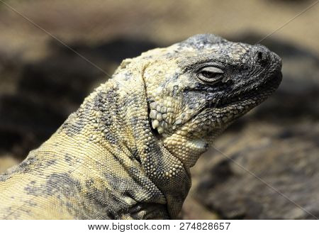 Closeup Of A San Esteban Chuckwalla Looking At The Camera.