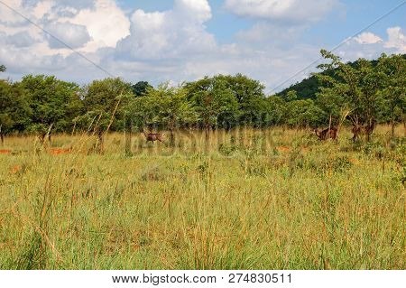 Kudus On A Meadow In High Grass. Beautiful Shy Gazelles Hide In A Bush. Wildlife Of A Natural Reserv