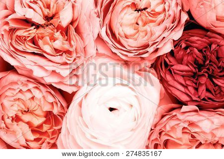 Background Made Of Beautiful Roses. Ispired By Color Of The Year 2019 - Living Coral.