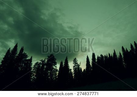 Dark Silhouettes Of High Pines And Spruces From Below Upwards On Background Of Cloudy Sky In Gloomy 