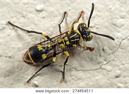 Macro Photography Of Baby Wasp On Wall