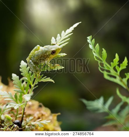 Small pristimantis frog, in Amzon rain forest