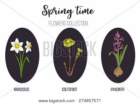 Spring Flowers Set Coltsfoot, Hyacinth, Narcissus. Hand Drawn Botanical Vector Illustration
