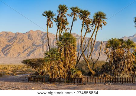 Exotic Doum Palms. These Tropical Plants Are The Most Northern Point Of Their Distribution In The Wo