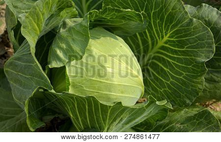 Close Up Of A Green Cabbage (brassica Oleracea Var. Capitata ) Growing In A Field, Farmland Shot In 