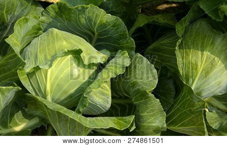 Close Up Of A Green Cabbage (brassica Oleracea Var. Capitata ) Growing In A Field, Farmland Shot In 