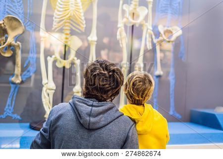 Dad And Son Are Watching The Skeletons Of Ancient And Modern People. Human Evolution Is The Evolutio