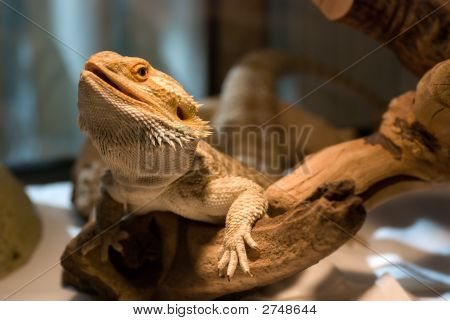 Bearded Dragon