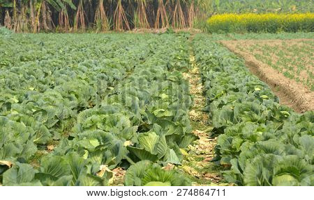 Lots Of Green Cabbages (brassica Oleracea Var. Capitata )  In Rows Growing In A Field, Farm With Sug