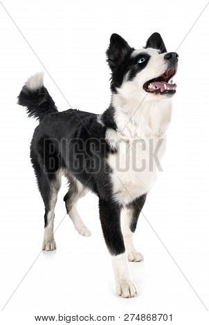 Yakutian Laika In Front Of White Background