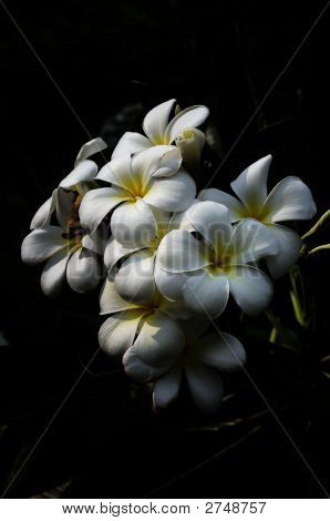 Plumeria