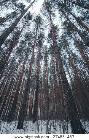 View Of Winter Pine Forest Tree Tops To Canopy With Snow In The Foreground. Bottom View Ultrawide An