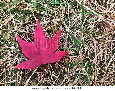 Fallen Red Maple Leaf On Dry Grass Yard.