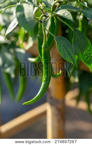 Ripe Green Chilli On A Tree, Green Chilies Grows In The Garden.