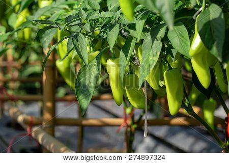 Ripe Green Chilli On A Tree, Green Chilies Grows In The Garden.