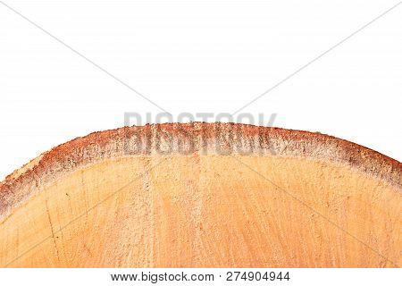 Big Tree Truck Slices Close Up On White With Copy Space