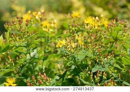 Yellow flowers of Tutsan, also called Shrubby St. Johnâs Wort, Sweet amber (Hypericum androsaemum)