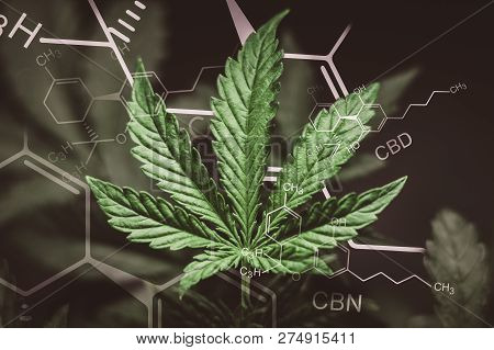 A Beautiful Sheet Of Cannabis Marijuana In The Defocus With The Image Of The Formula Thc Cbd Cbn Abs