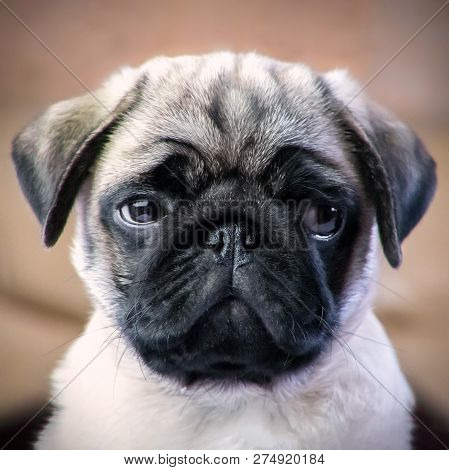 Offended Muzzle Of A Pug Puppy Close Up