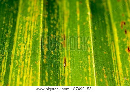 Leaves Of Corypha Lecomtei In Nature Used To Make Roofing.