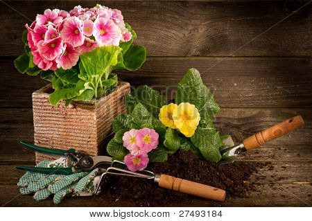 ภาชนะ primrose และสวนบนพื้นไม้