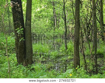 Flooded Part Of The Forest In Spring, Moscow