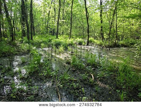 Flooded Part Of The Forest In Spring, Moscow