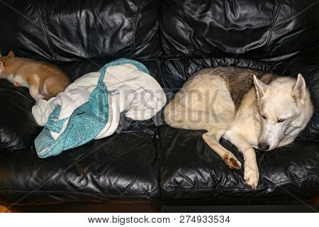 Lovely Siberian Husky Sleeps On A Cozy Sofa. Cute Husky Dog Curl Up In A Ball On The Master Sofa In