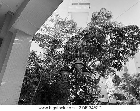 Residential Buildings And Surrounded With Green Plants In  Rishon Le Zion.