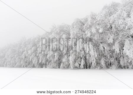Scenic View Of A Forest Outskirts In Winter With Trees Covered In Heavy Snow And Hoar Frost