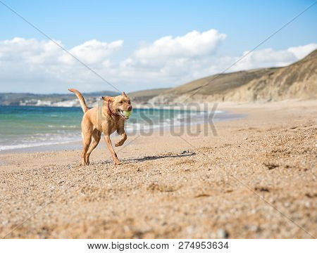 A Healthy And Active Yellow Labrador Retriever Dog Running Along A Deserted Sandy Beach During A Gam
