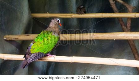 Asian Emerald Dove Sitting On A Bamboo Branch, A Colorful Tropical Bird That Is Well Spread Througho