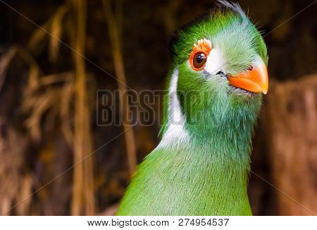Funny White Cheeked Turaco With His Head In Closeup, A Colorful Green Bird From Africa.