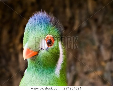 Funny Closeup Of The Face Of A White Cheeked Turaco, A Elegant And Funny Looking Bird From Africa