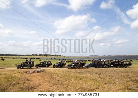 Kaudulla National Park, Sri Lanka - August 16, 2018: Big Row Of Jeeps With Tourists Inside Kaudulla 