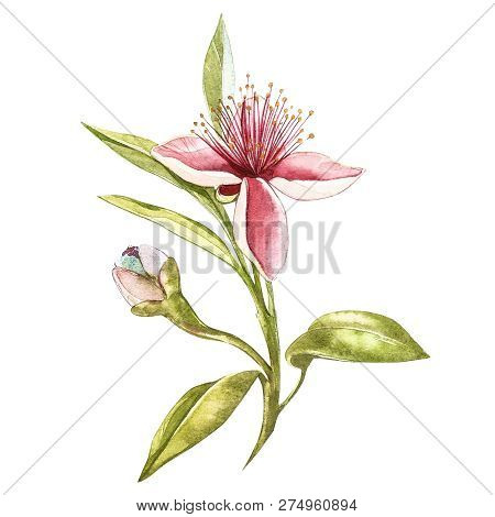 Watercolor Illustration Feijoa Plant. Hand Drawn Watercolor Painting On White Background. Watercolor
